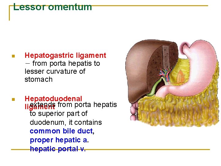 Lessor omentum n Hepatogastric ligament － from porta hepatis to lesser curvature of stomach