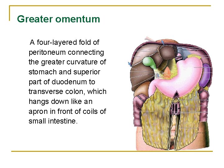 Greater omentum A four-layered fold of peritoneum connecting the greater curvature of stomach and