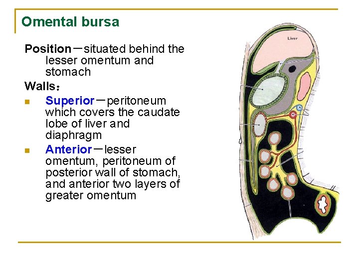 Omental bursa Position－situated behind the lesser omentum and stomach Walls： n Superior－peritoneum which covers