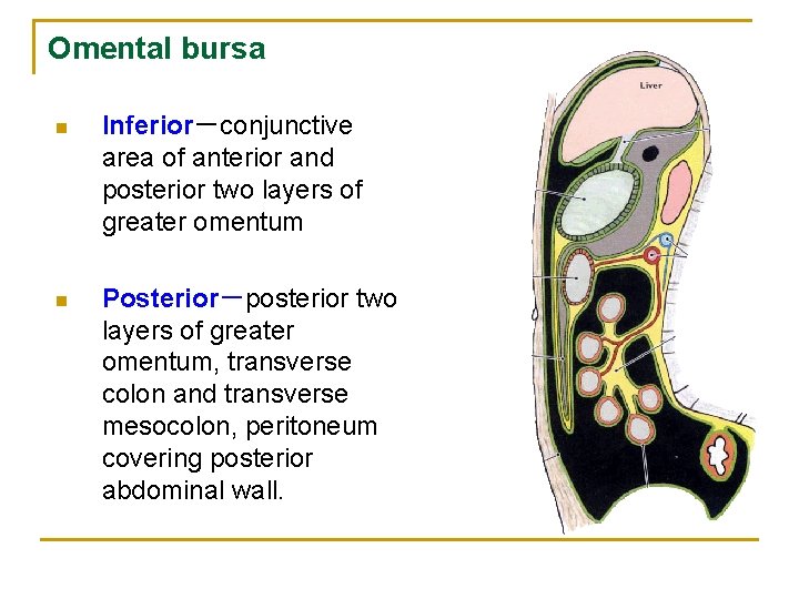 Omental bursa n Inferior－conjunctive area of anterior and posterior two layers of greater omentum