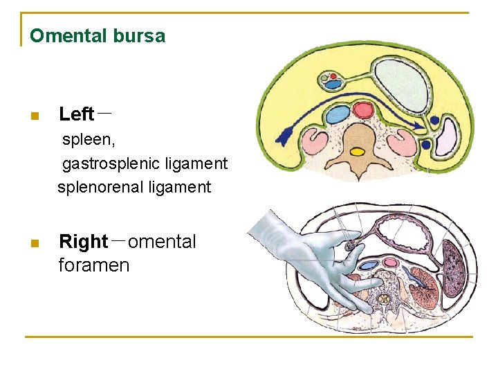 Omental bursa n Left－ spleen, gastrosplenic ligament splenorenal ligament n Right－omental foramen 