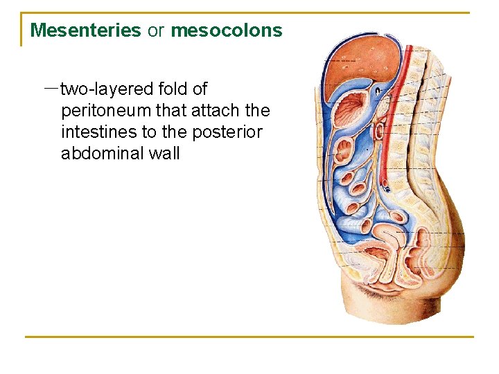 Mesenteries or mesocolons －two-layered fold of peritoneum that attach the intestines to the posterior