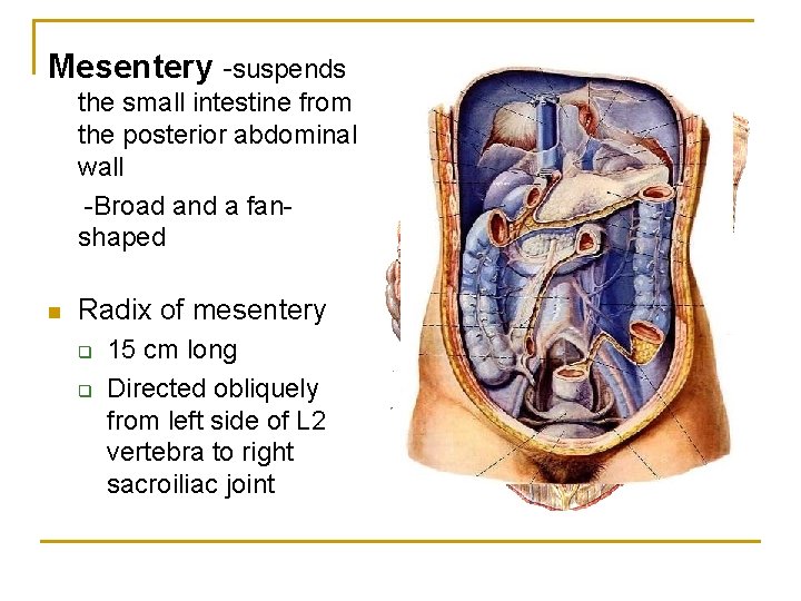 Mesentery -suspends the small intestine from the posterior abdominal wall -Broad and a fanshaped