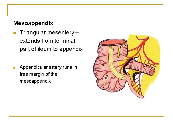 Mesoappendix n n Triangular mesentery－ extends from terminal part of ileum to appendix Appendicular