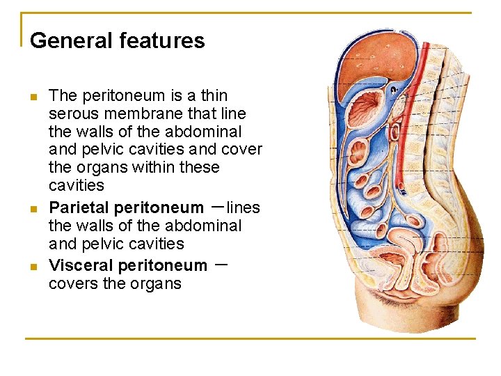 General features n n n The peritoneum is a thin serous membrane that line