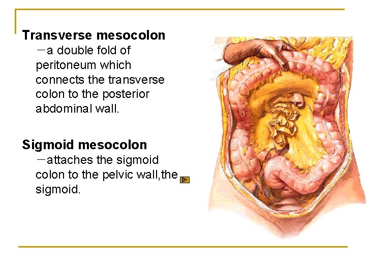 Transverse mesocolon －a double fold of peritoneum which connects the transverse colon to the