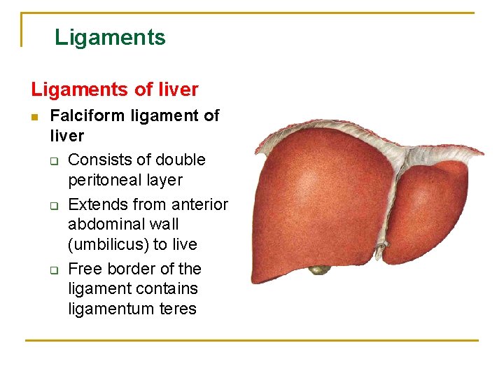 Ligaments of liver n Falciform ligament of liver q Consists of double peritoneal layer