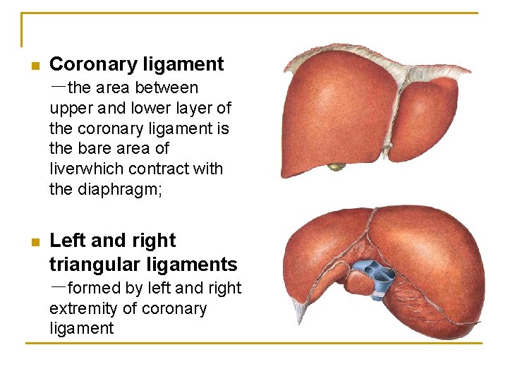 n Coronary ligament －the area between upper and lower layer of the coronary ligament