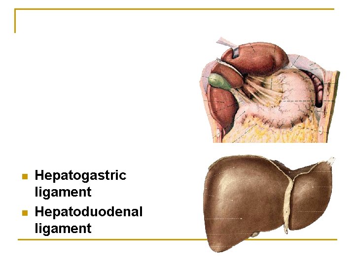 n n Hepatogastric ligament Hepatoduodenal ligament 