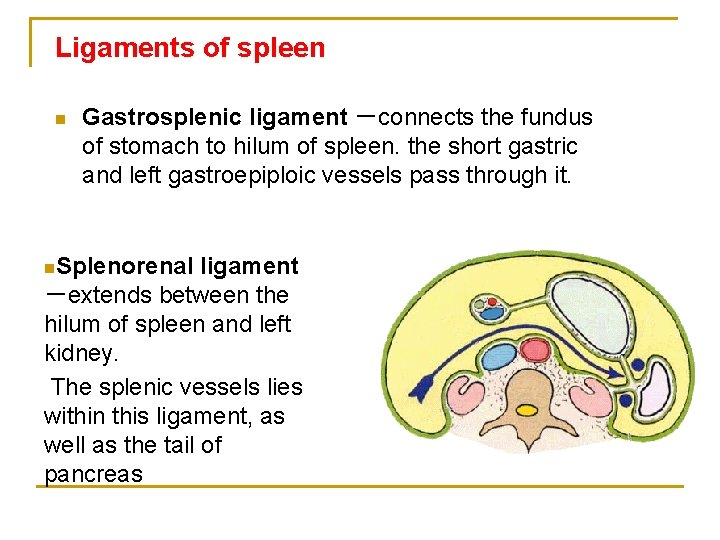 Ligaments of spleen n Gastrosplenic ligament －connects the fundus of stomach to hilum of