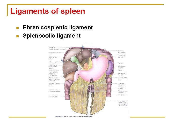 Ligaments of spleen n n Phrenicosplenic ligament Splenocolic ligament 