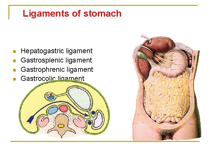 Ligaments of stomach n n Hepatogastric ligament Gastrosplenic ligament Gastrophrenic ligament Gastrocolic ligament 