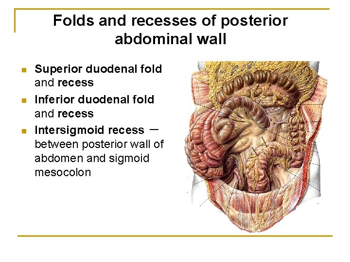 Folds and recesses of posterior abdominal wall n n n Superior duodenal fold and