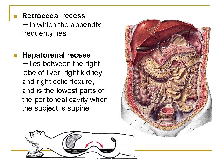 n Retrocecal recess －in which the appendix frequenty lies n Hepatorenal recess －lies between
