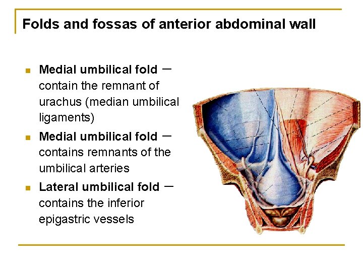 Folds and fossas of anterior abdominal wall n Medial umbilical fold － contain the