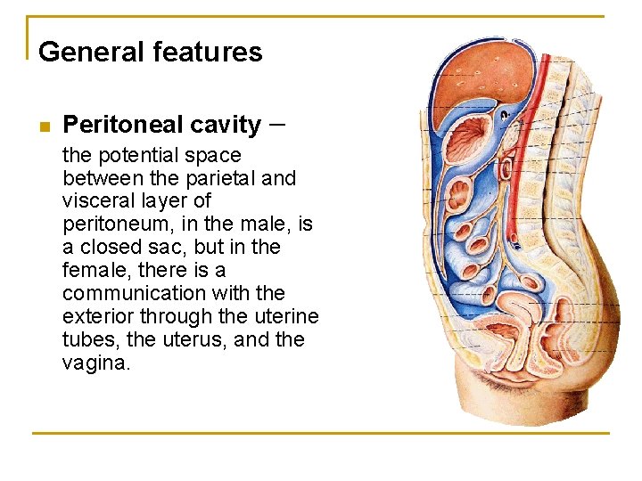 General features n Peritoneal cavity － the potential space between the parietal and visceral