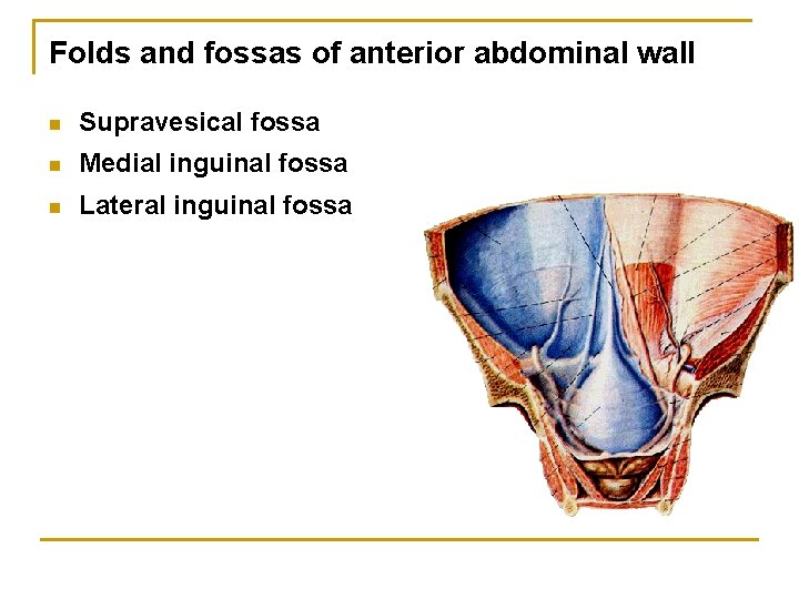 Folds and fossas of anterior abdominal wall n Supravesical fossa n Medial inguinal fossa