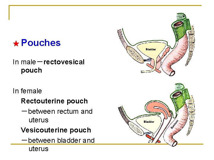 ★ Pouches In male－rectovesical pouch In female Rectouterine pouch －between rectum and uterus Vesicouterine