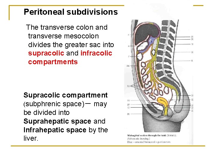 Peritoneal subdivisions The transverse colon and transverse mesocolon divides the greater sac into supracolic