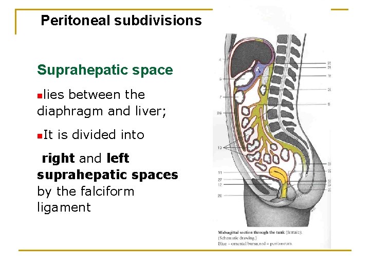 Peritoneal subdivisions Suprahepatic space nlies between the diaphragm and liver; n. It is divided