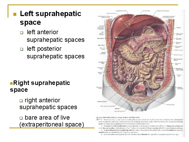 n Left suprahepatic space q q left anterior suprahepatic spaces left posterior suprahepatic spaces