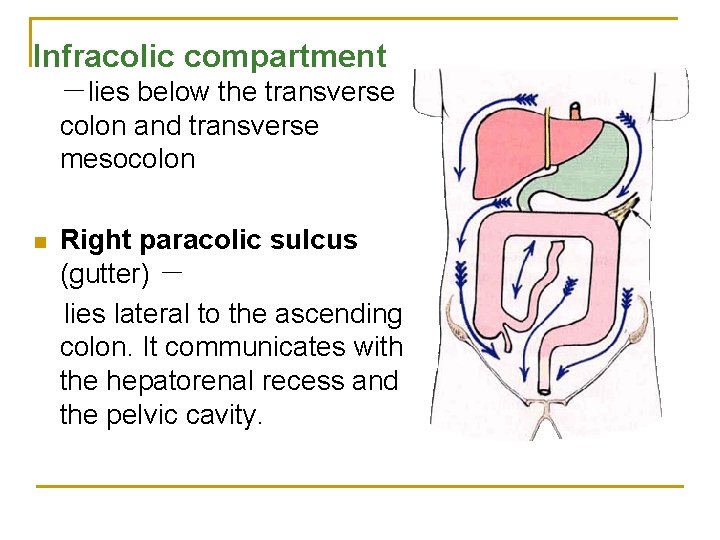 Infracolic compartment －lies below the transverse colon and transverse mesocolon n Right paracolic sulcus