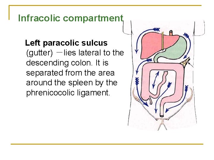 Infracolic compartment Left paracolic sulcus (gutter) －lies lateral to the descending colon. It is