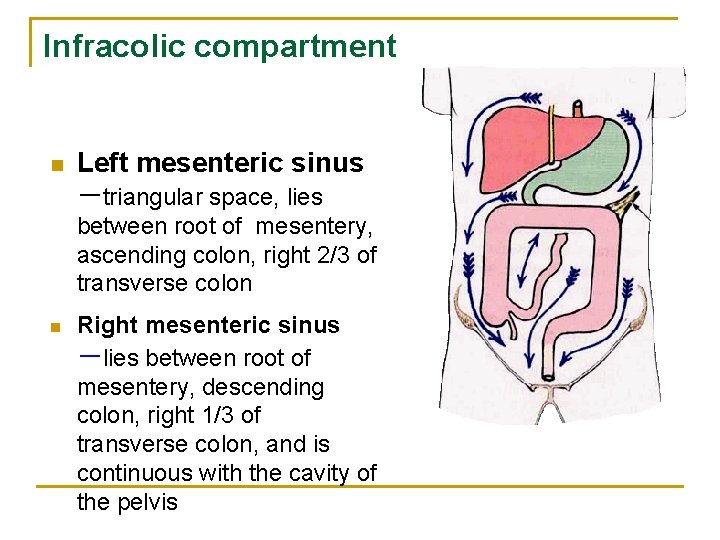 Infracolic compartment n Left mesenteric sinus －triangular space, lies between root of mesentery, ascending