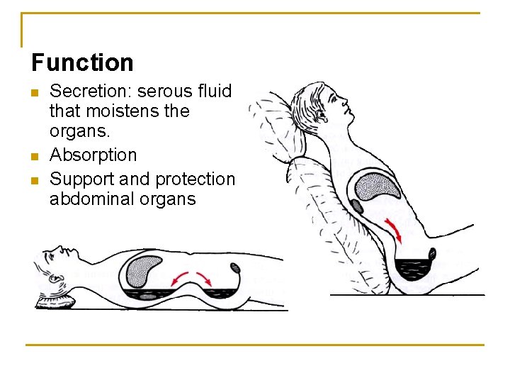 Function n Secretion: serous fluid that moistens the organs. Absorption Support and protection abdominal