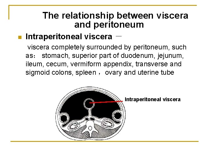 The relationship between viscera and peritoneum n Intraperitoneal viscera － viscera completely surrounded by