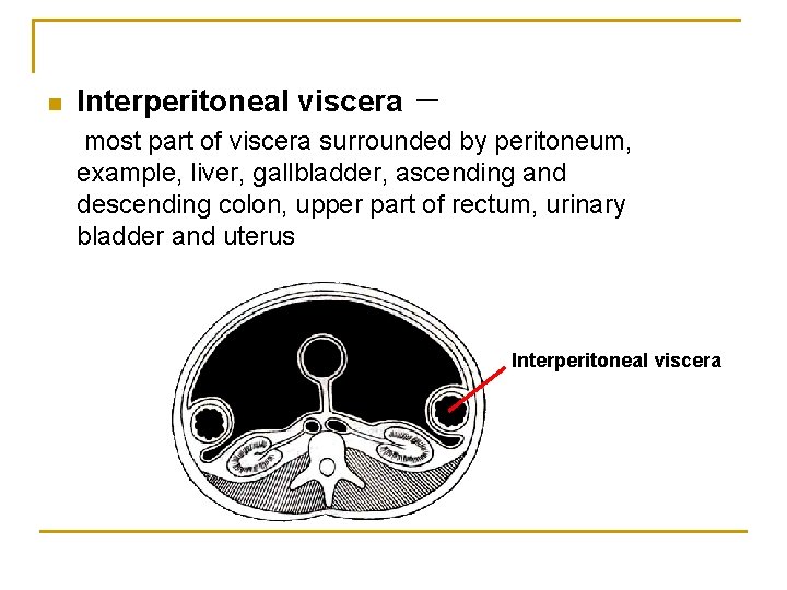 n Interperitoneal viscera － most part of viscera surrounded by peritoneum, example, liver, gallbladder,