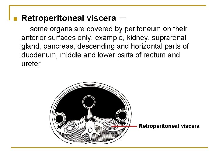 n Retroperitoneal viscera － some organs are covered by peritoneum on their anterior surfaces