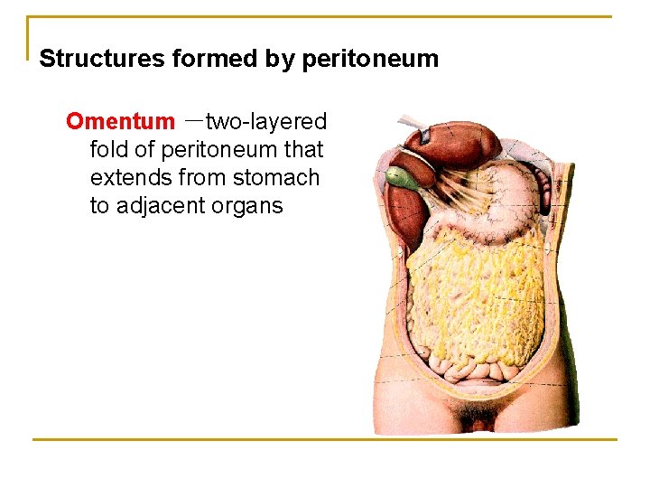 Structures formed by peritoneum Omentum －two-layered fold of peritoneum that extends from stomach to