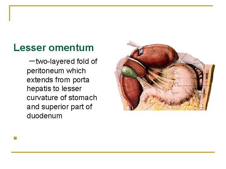 Lesser omentum －two-layered fold of peritoneum which extends from porta hepatis to lesser curvature