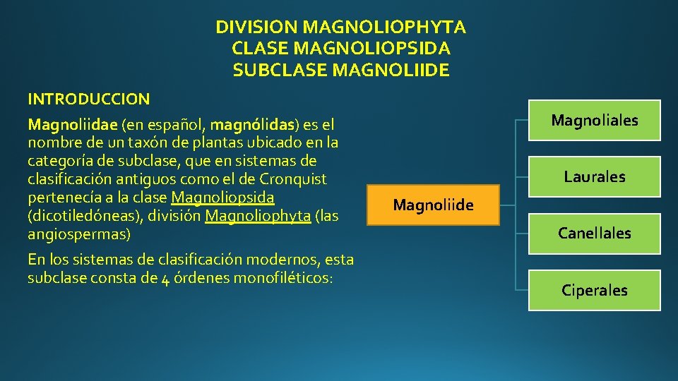 DIVISION MAGNOLIOPHYTA CLASE MAGNOLIOPSIDA SUBCLASE MAGNOLIIDE INTRODUCCION Magnoliidae (en español, magnólidas) es el nombre