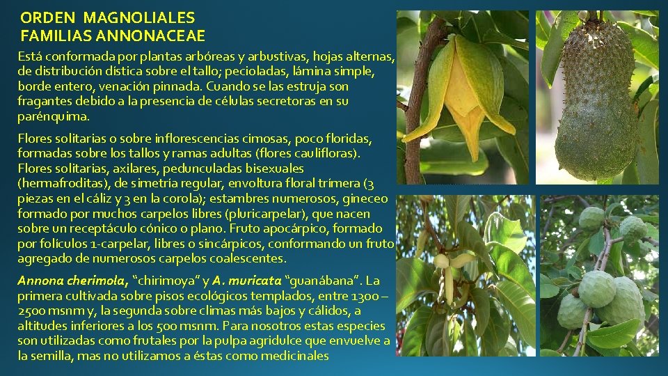 ORDEN MAGNOLIALES FAMILIAS ANNONACEAE Está conformada por plantas arbóreas y arbustivas, hojas alternas, de