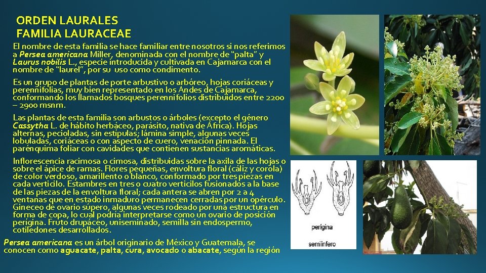 ORDEN LAURALES FAMILIA LAURACEAE El nombre de esta familia se hace familiar entre nosotros
