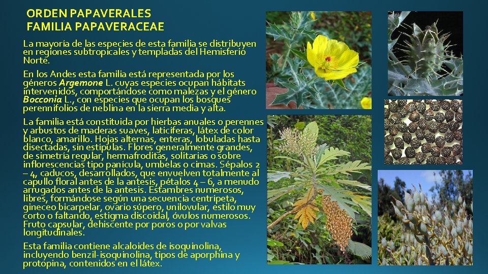 ORDEN PAPAVERALES FAMILIA PAPAVERACEAE La mayoría de las especies de esta familia se distribuyen