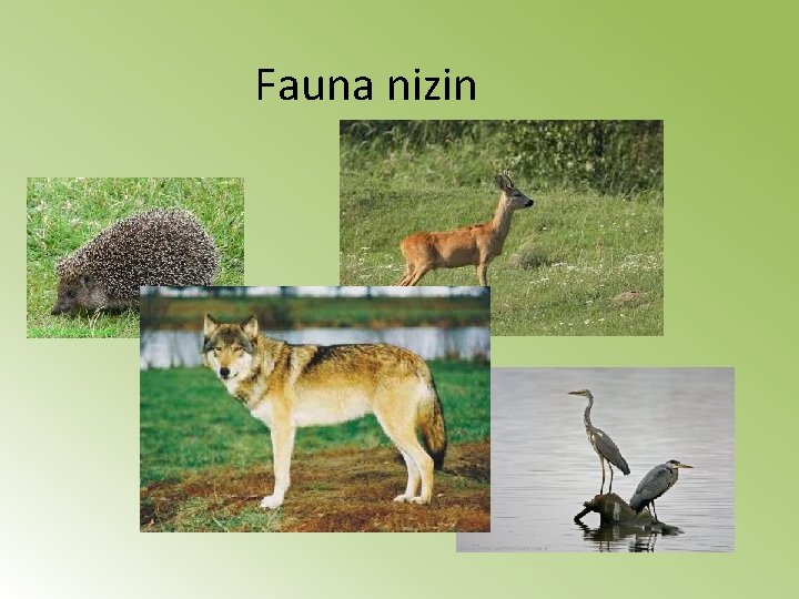 Fauna nizin 