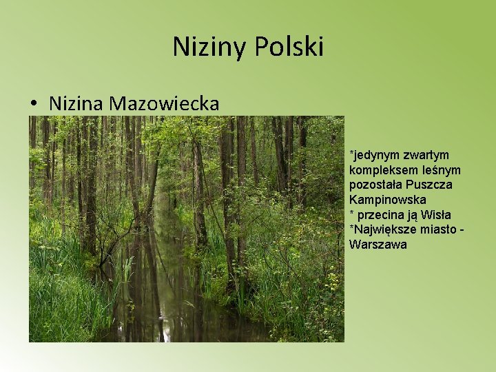 Niziny Polski • Nizina Mazowiecka *jedynym zwartym kompleksem leśnym pozostała Puszcza Kampinowska * przecina