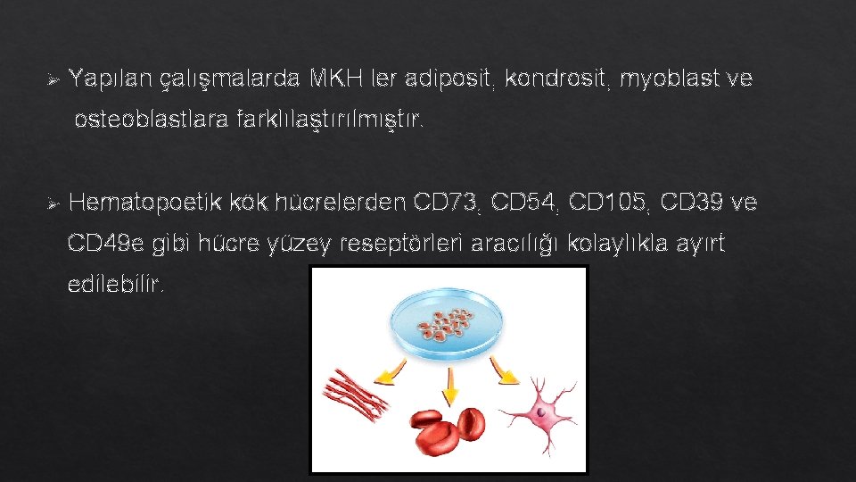 Ø Yapılan çalışmalarda MKH ler adiposit, kondrosit, myoblast ve osteoblastlara farklılaştırılmıştır. Ø Hematopoetik kök Ø Yapılan çalışmalarda MKH ler adiposit, kondrosit, myoblast ve osteoblastlara farklılaştırılmıştır. Ø Hematopoetik kök