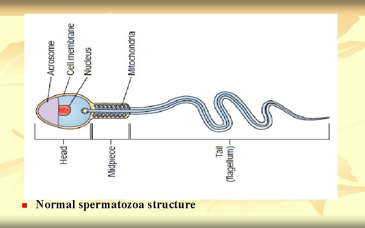 n Normal spermatozoa structure 