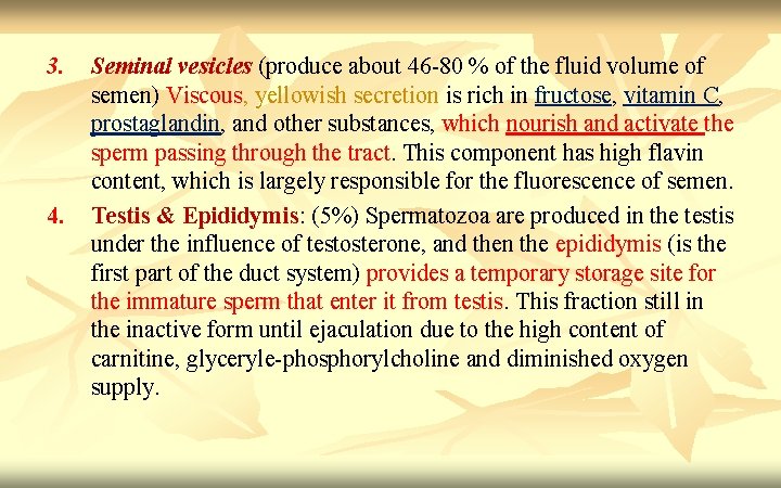 3. 4. Seminal vesicles (produce about 46 -80 % of the fluid volume of