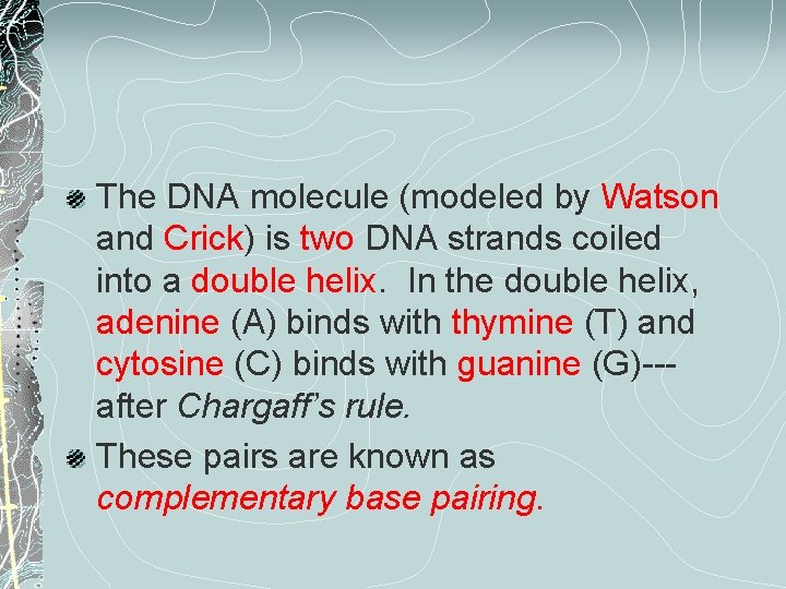 The DNA molecule (modeled by Watson and Crick) is two DNA strands coiled into