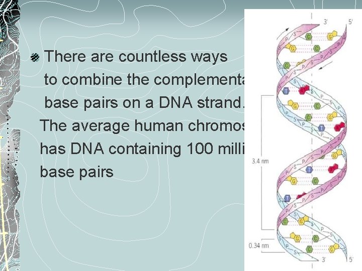 There are countless ways to combine the complementary base pairs on a DNA strand.