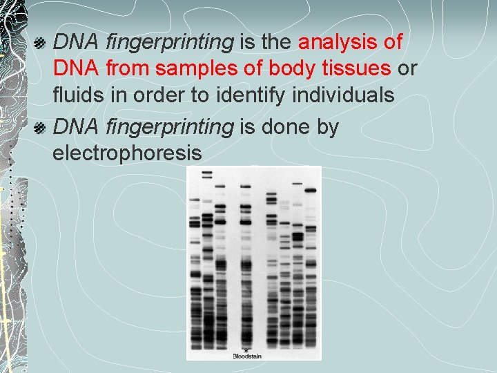 DNA fingerprinting is the analysis of DNA from samples of body tissues or fluids