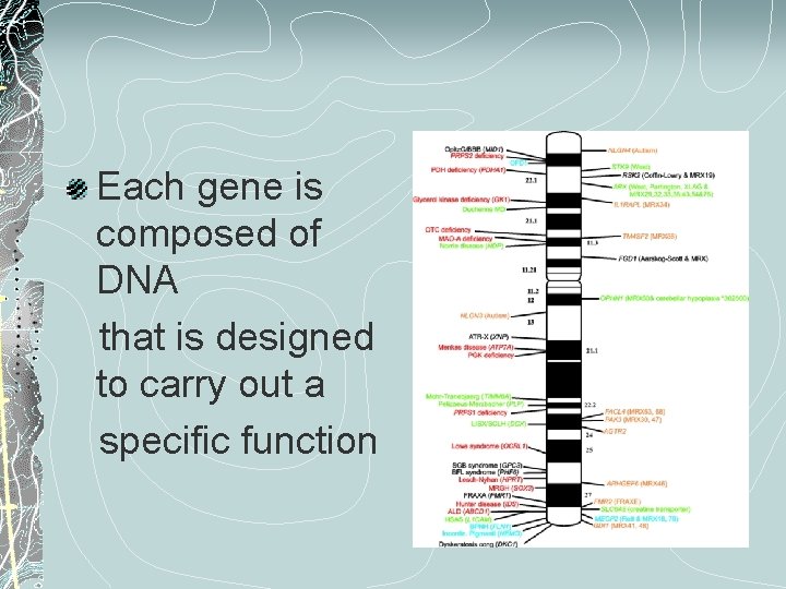 Each gene is composed of DNA that is designed to carry out a specific