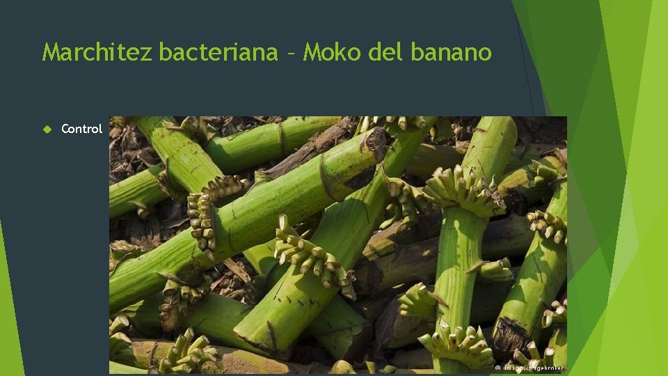 Marchitez bacteriana – Moko del banano Control 