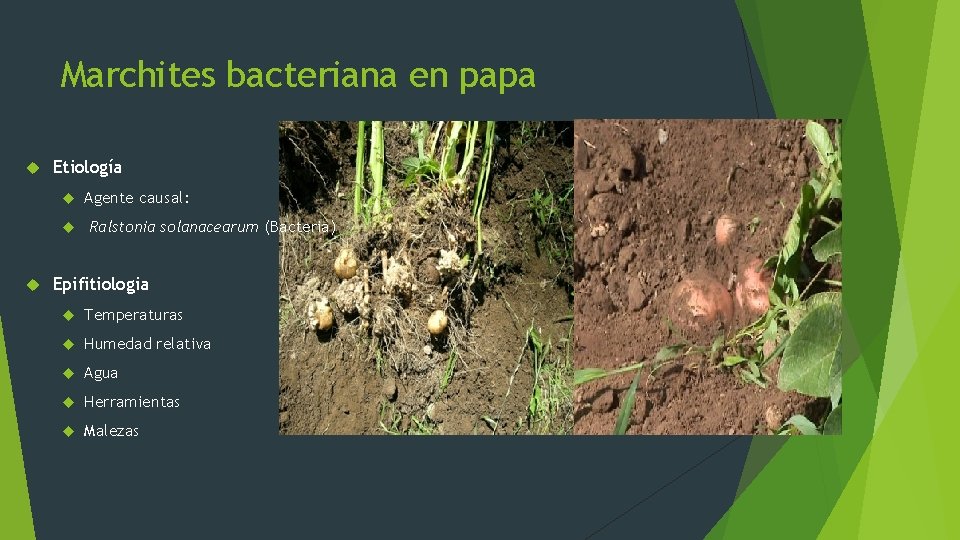 Marchites bacteriana en papa Etiología Agente causal: Ralstonia solanacearum (Bacteria) Epifitiologia Temperaturas Humedad relativa
