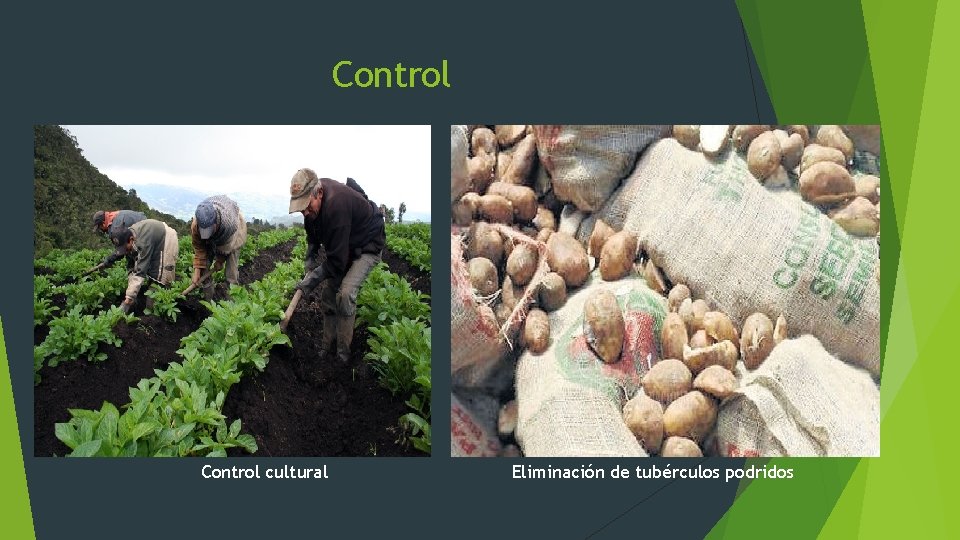Control cultural Eliminación de tubérculos podridos 